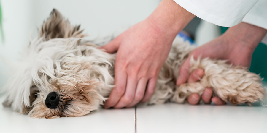 케어 프로그램 이미지