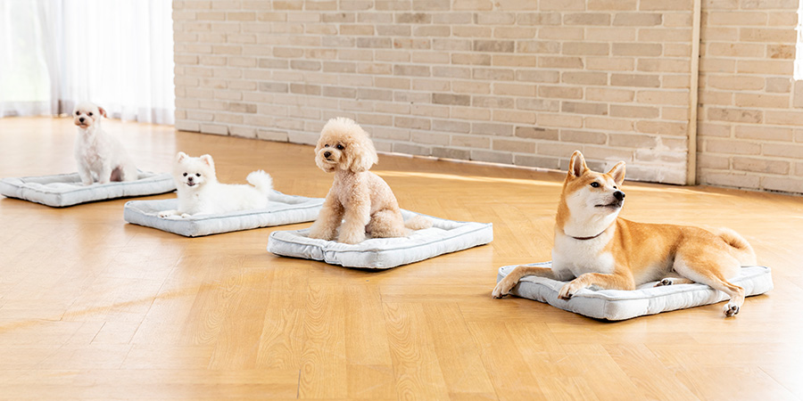 데이케어 이미지