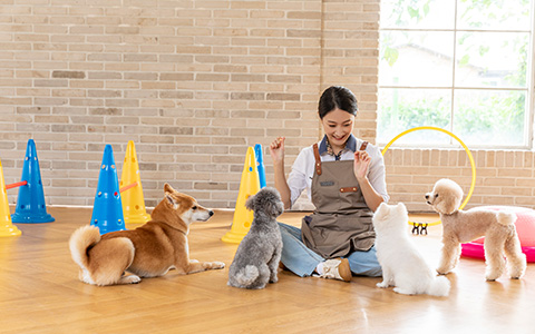 반려견 유치원 시스템 이미지