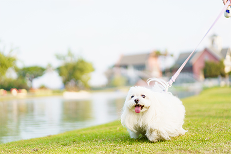 산책 코스 전경 1